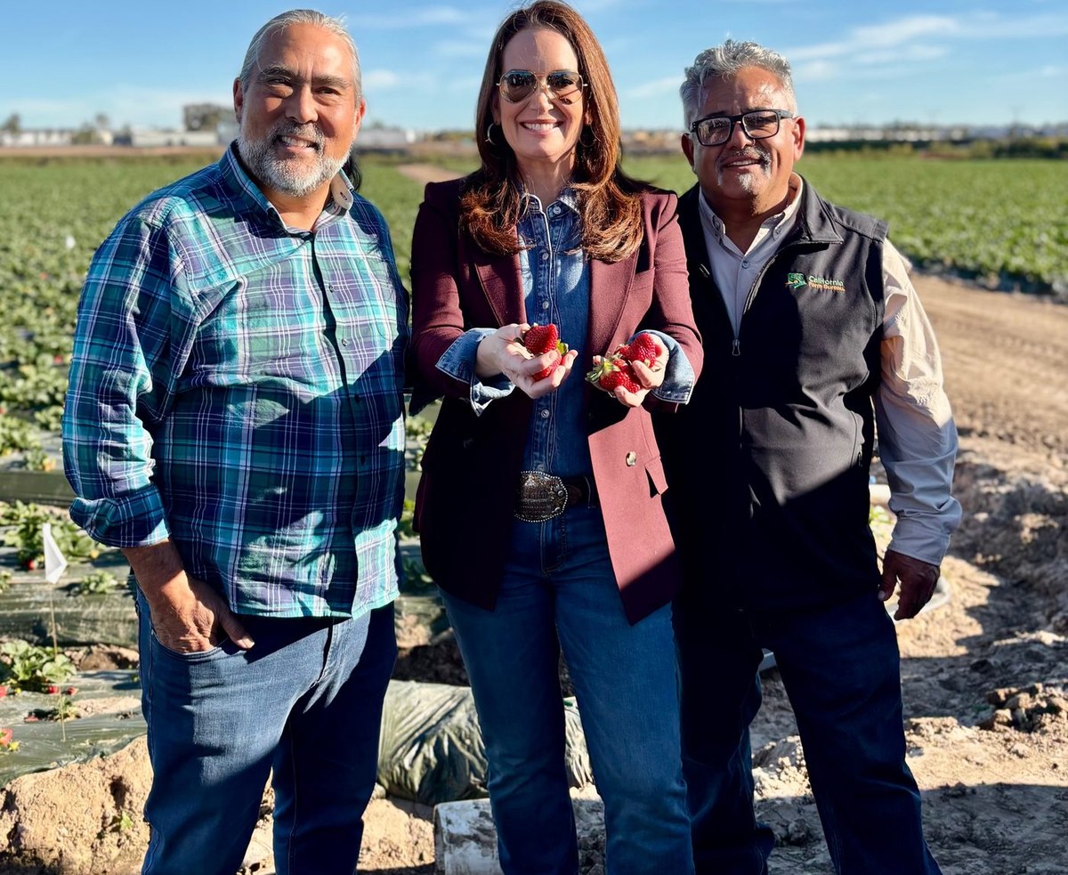 Strawberry grower trial visit